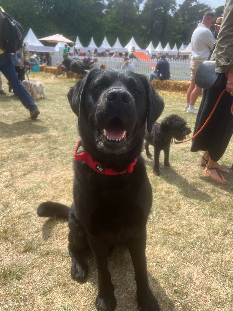 WoofPocket™ – Dog Collar