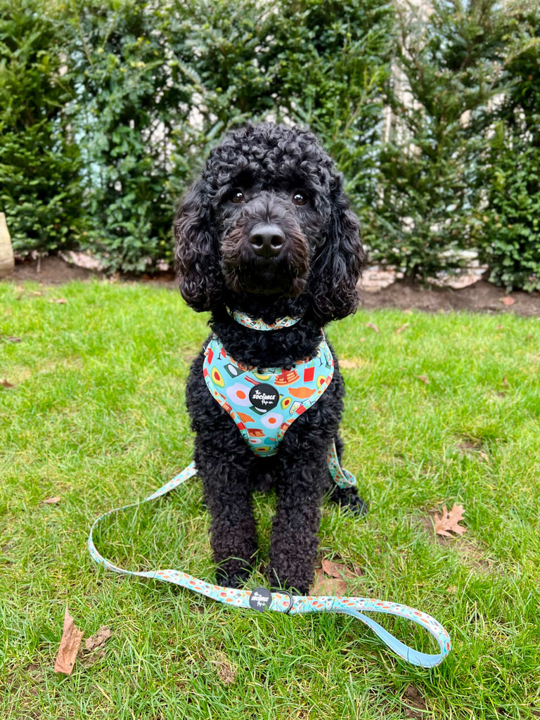 ‘Brunch Pups’ AirTag Dog Harness - Black Poodle