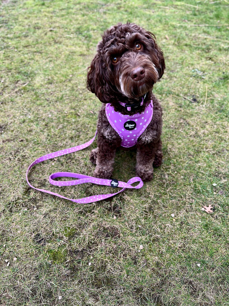 Black Poodle wearing The Sociable Pup AirTag Dog Harness with AirTag Holder from the Lilac Haze Collection.