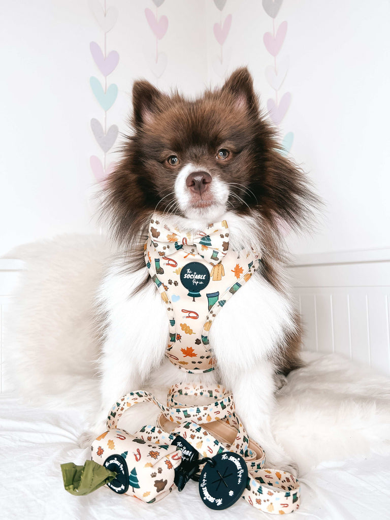 The Sociable Pup AirTag Dog Harness with AirTag Holder from the Muddy Walks Collection - Pomeranian Dog.