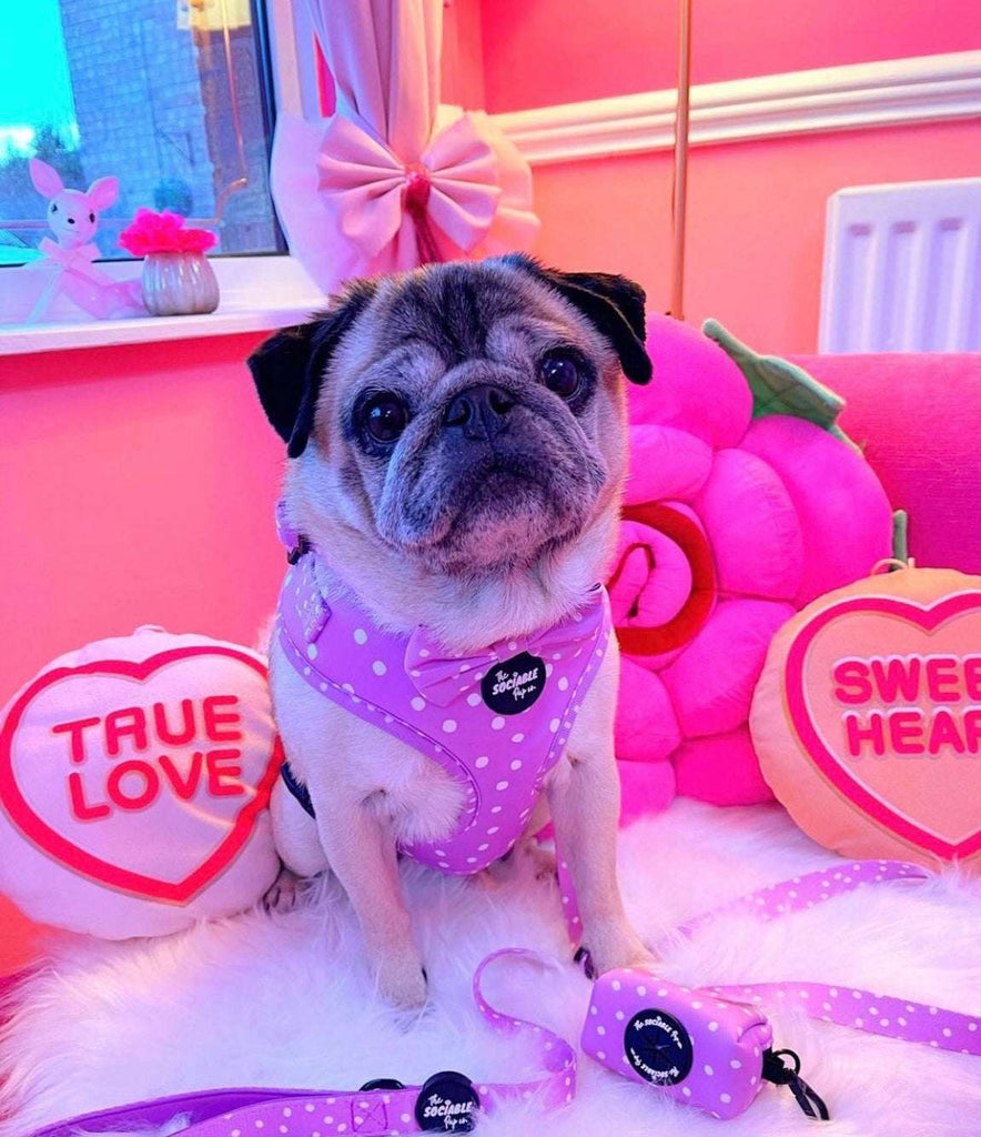 Pug dog wearing The Sociable Pup AirTag Dog Harness with AirTag Holder from the Lilac Haze Collection.