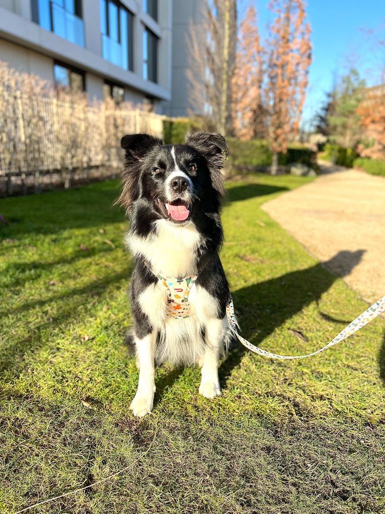 The Sociable Pup AirTag Dog Harness with AirTag Holder from the Muddy Walks Collection - Border Colley.